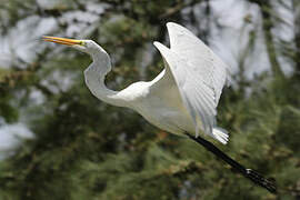 Grande Aigrette