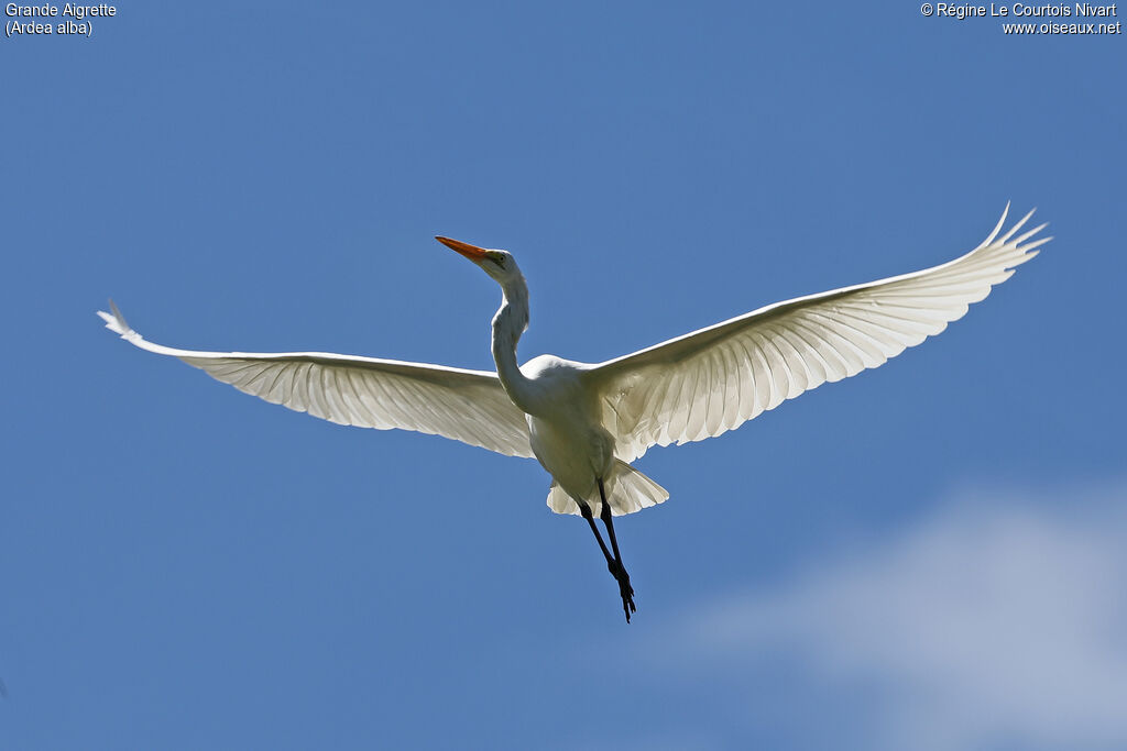 Grande Aigrette