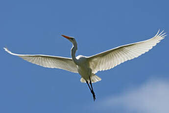 Grande Aigrette