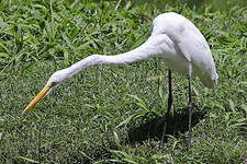 Grande Aigrette