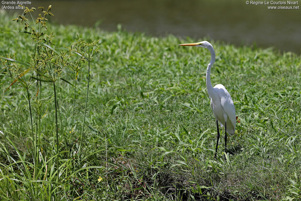 Great Egret