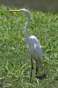 Grande Aigrette