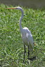 Grande Aigrette