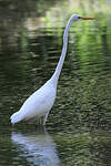 Grande Aigrette