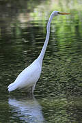 Grande Aigrette