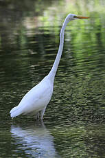 Grande Aigrette