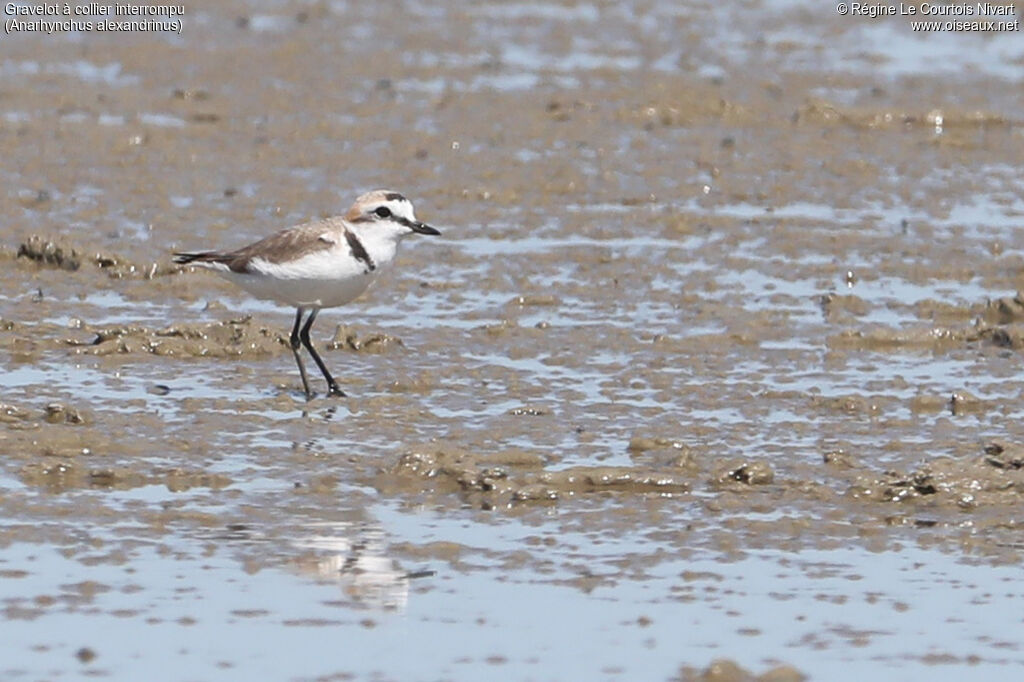 Kentish Plover