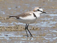 Kentish Plover