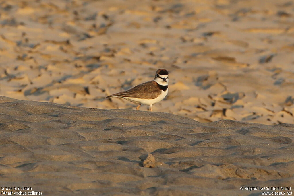 Collared Plover