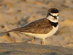 Collared Plover