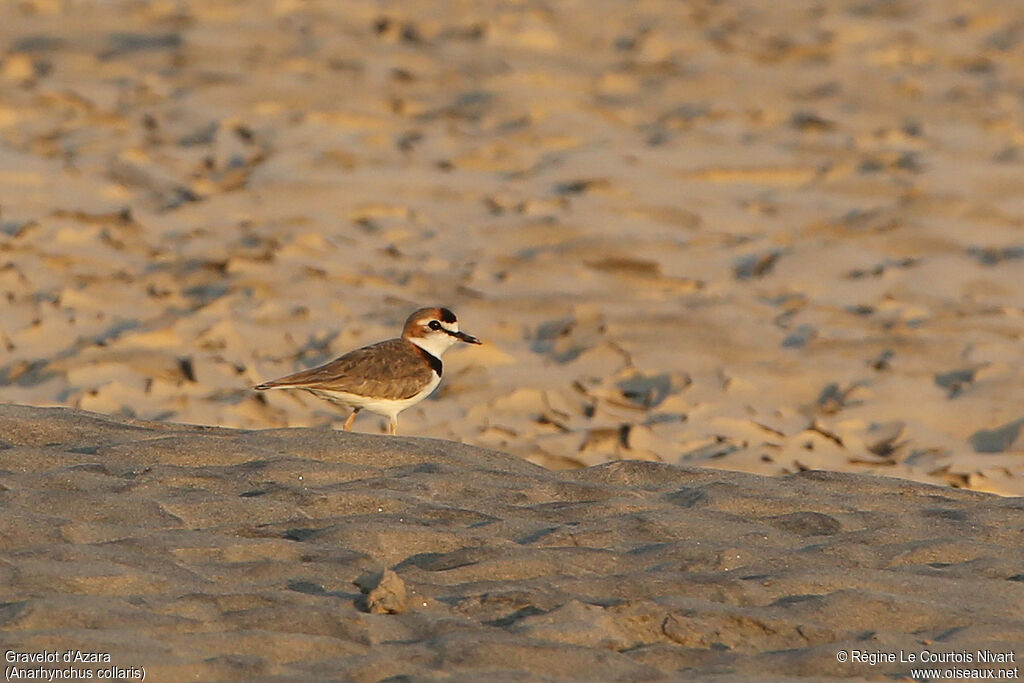 Collared Plover