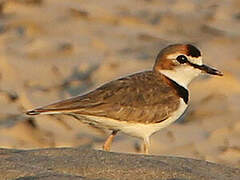 Collared Plover