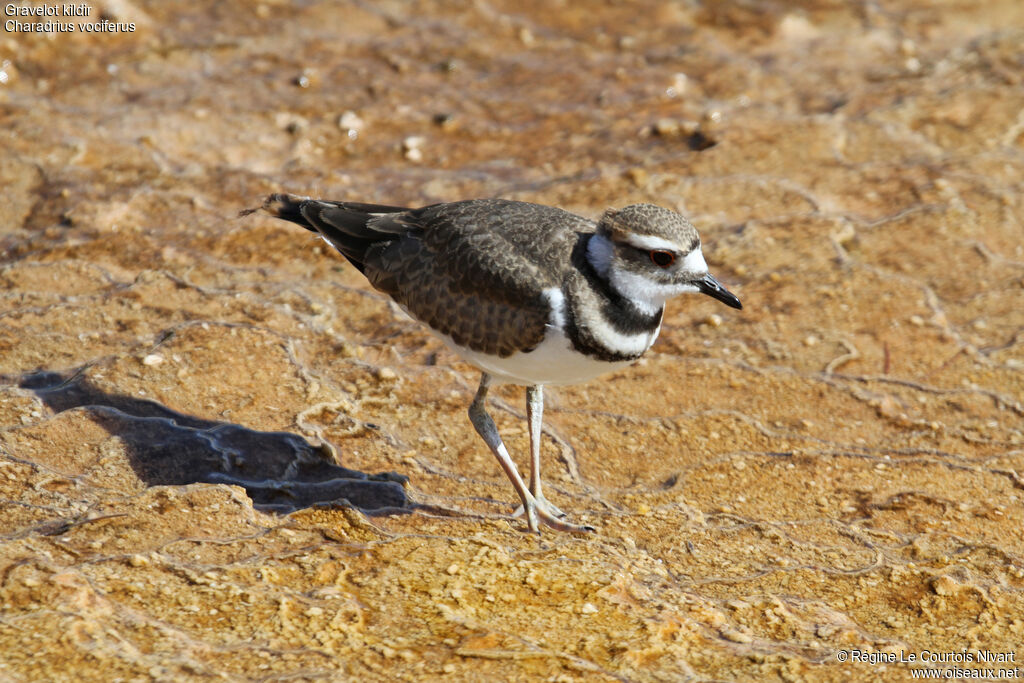 Killdeer