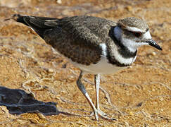 Killdeer