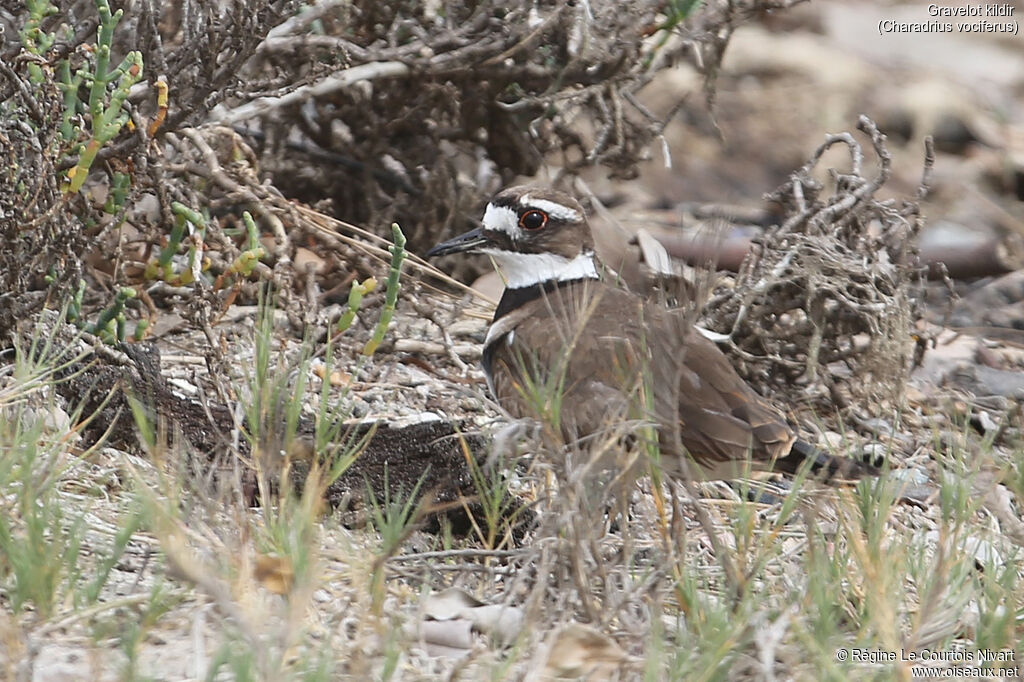 Killdeer