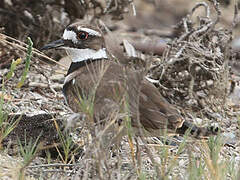 Killdeer