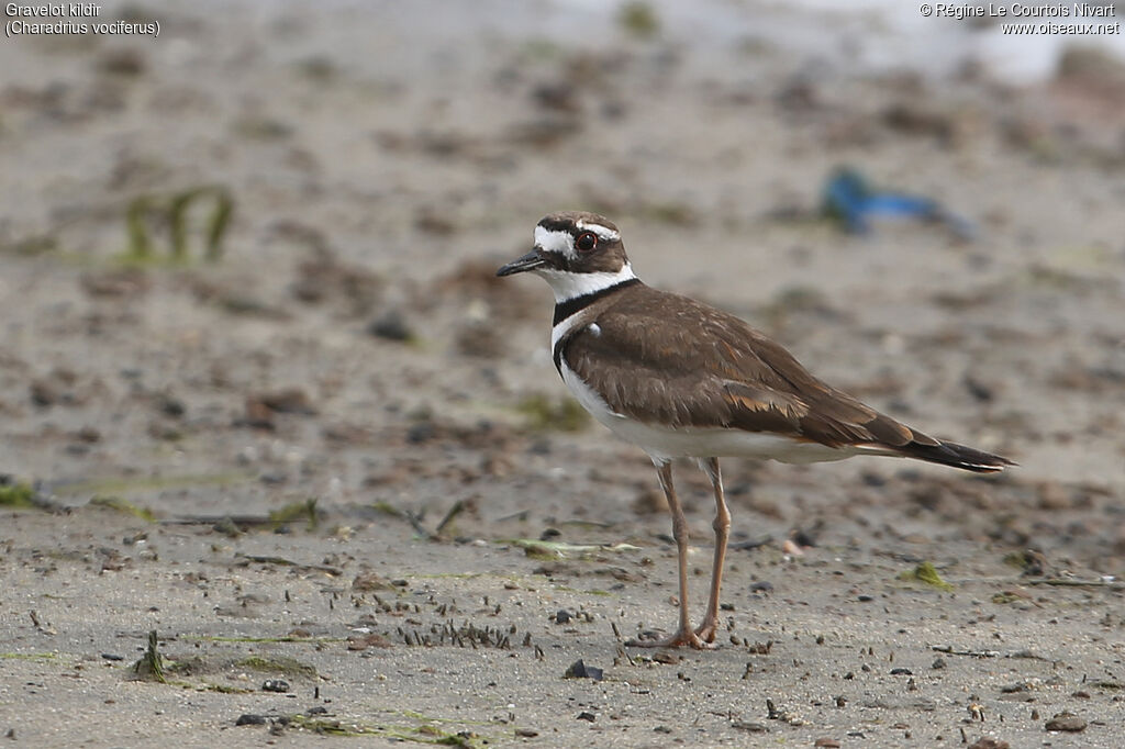 Killdeer