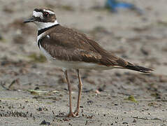 Killdeer