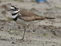 Killdeer