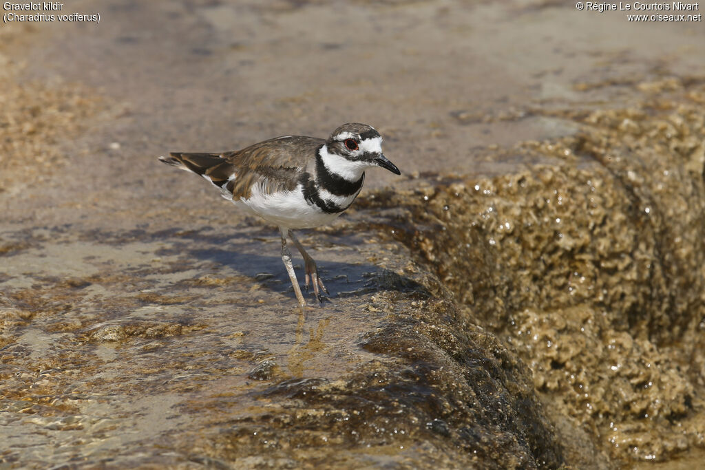 Killdeer