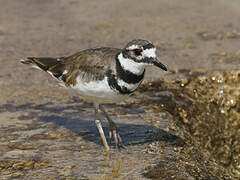 Killdeer