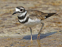 Killdeer