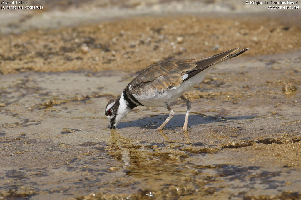 Killdeer