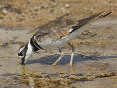 Killdeer