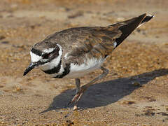 Killdeer