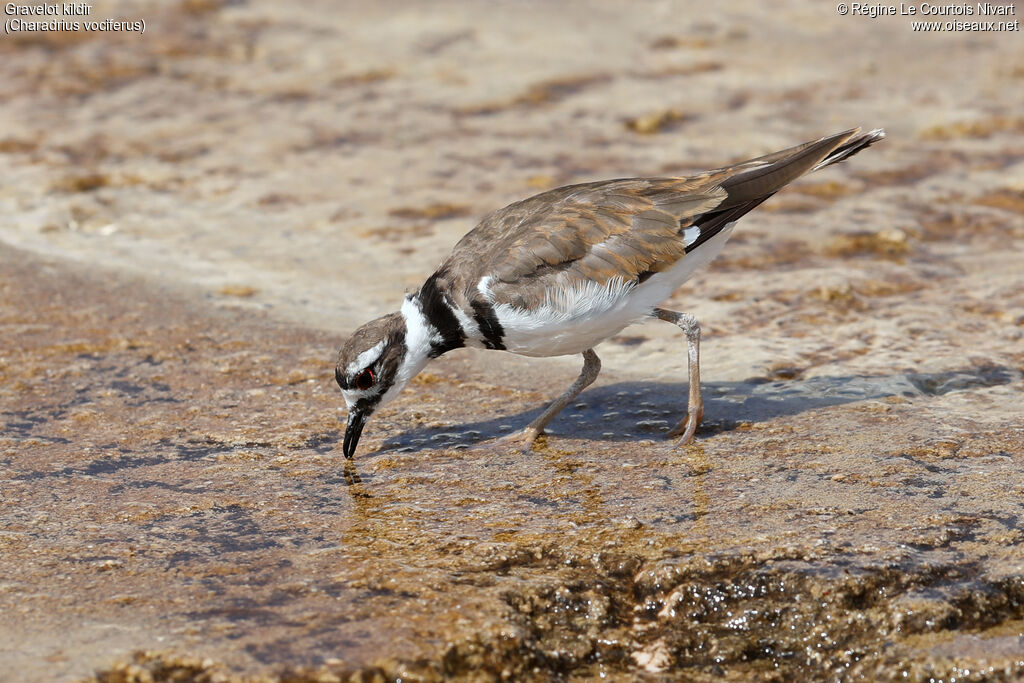 Killdeer