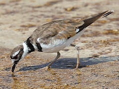 Killdeer