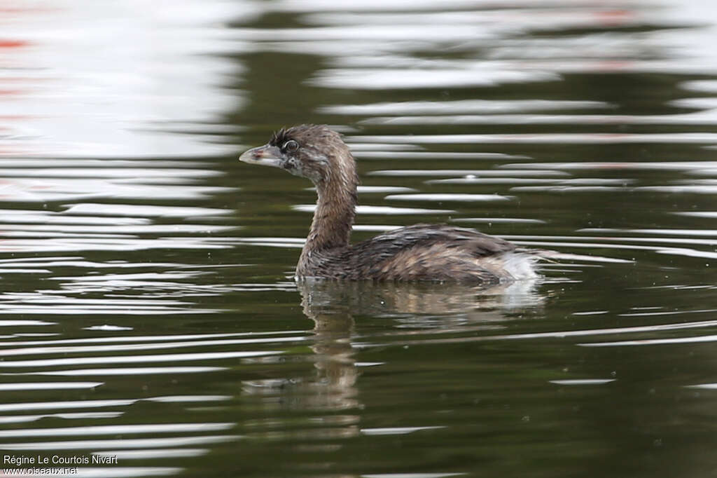 Pied-billed Grebeadult post breeding, identification