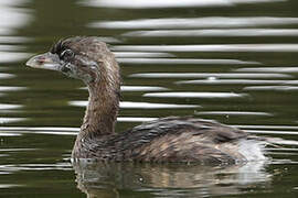 Pied-billed Grebe