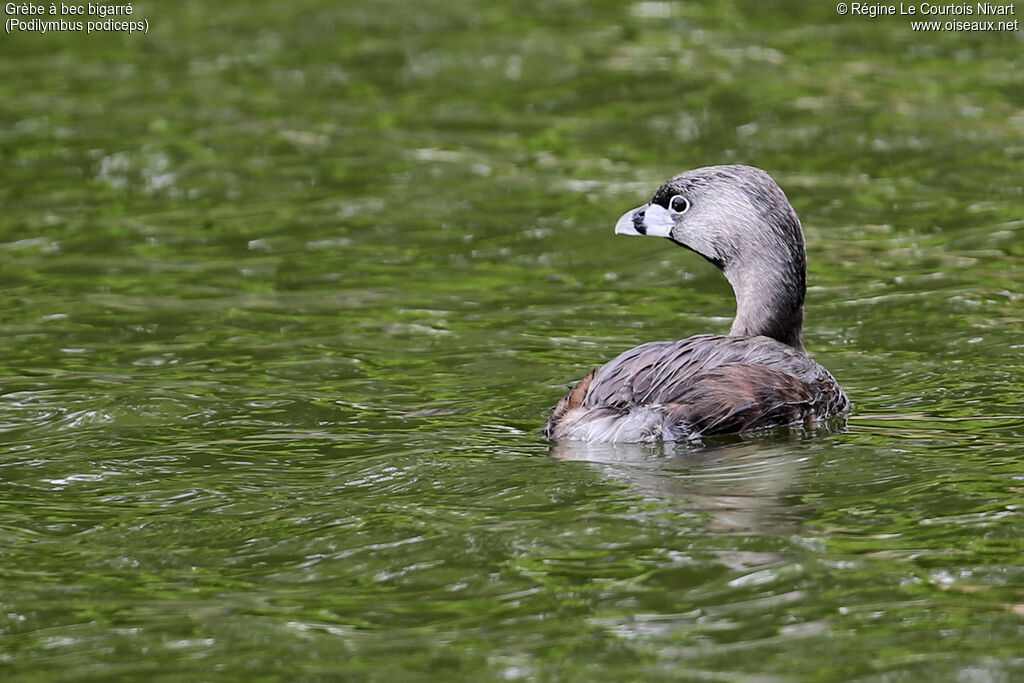 Pied-billed Grebe