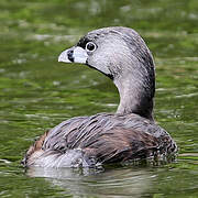 Pied-billed Grebe