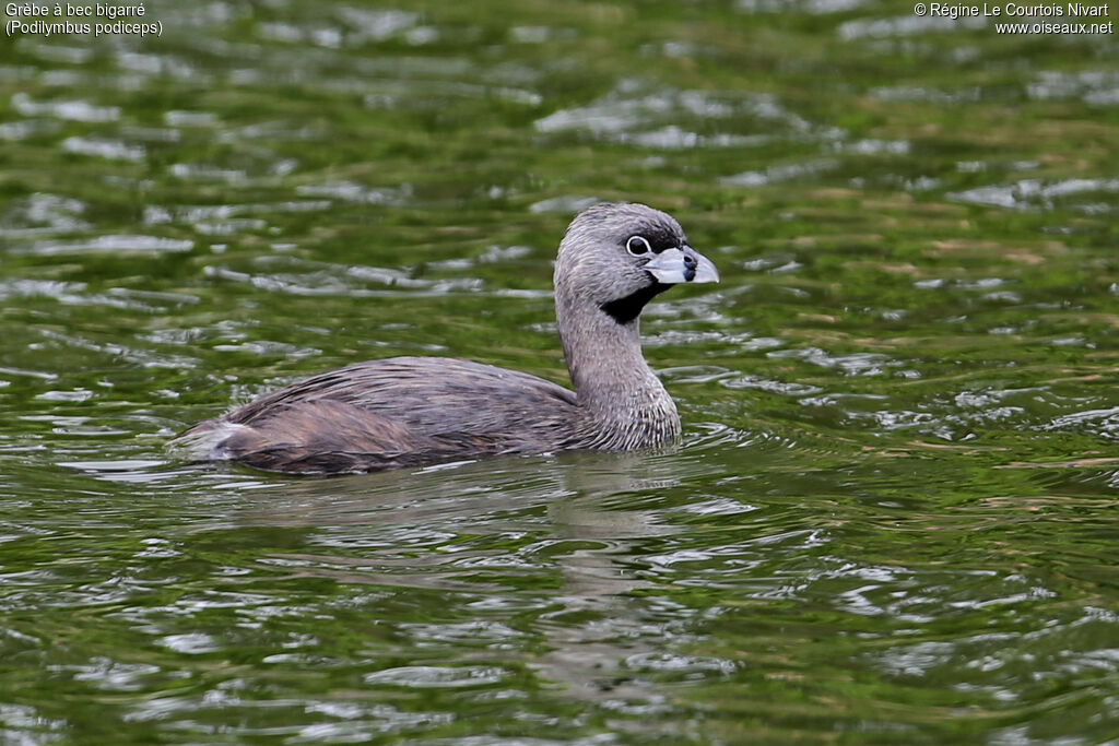 Pied-billed Grebe