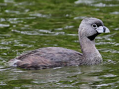 Pied-billed Grebe