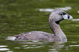 Pied-billed Grebe