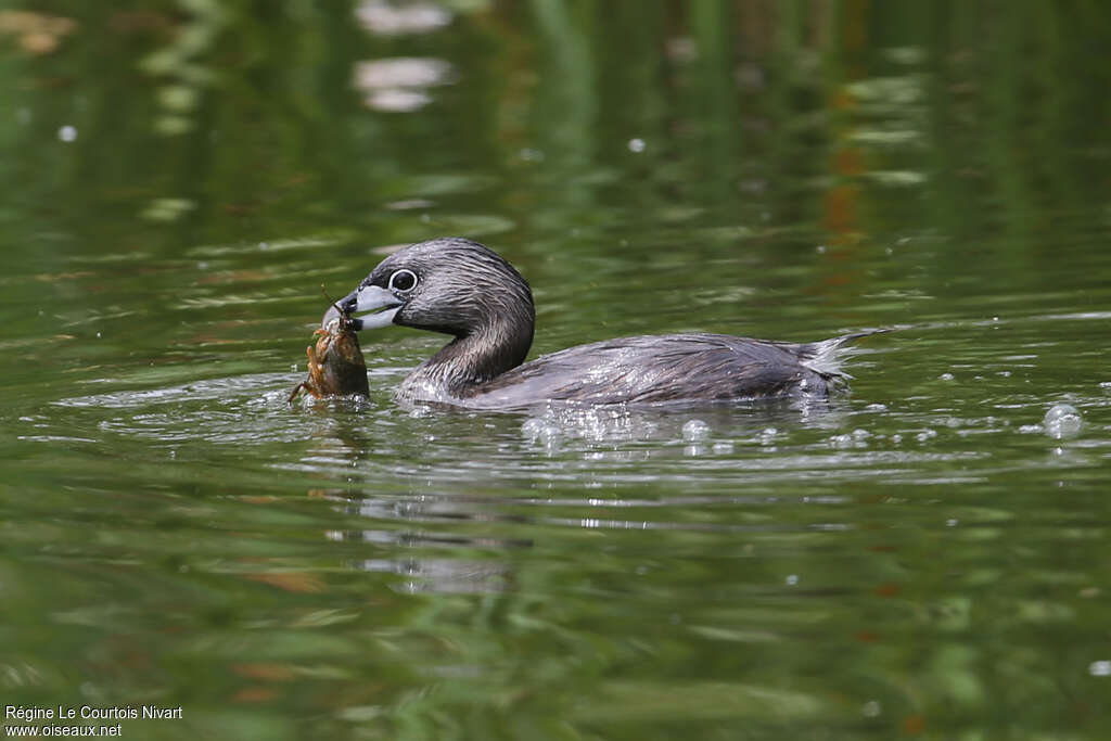 Grèbe à bec bigarréadulte, régime, pêche/chasse