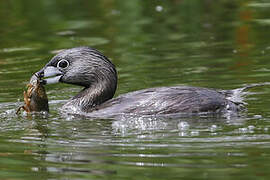 Pied-billed Grebe