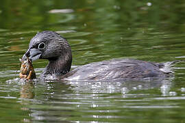 Pied-billed Grebe