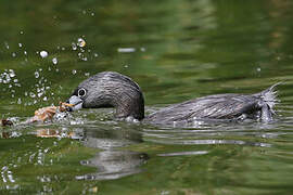 Pied-billed Grebe