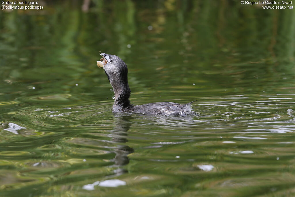 Pied-billed Grebe