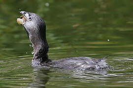 Pied-billed Grebe