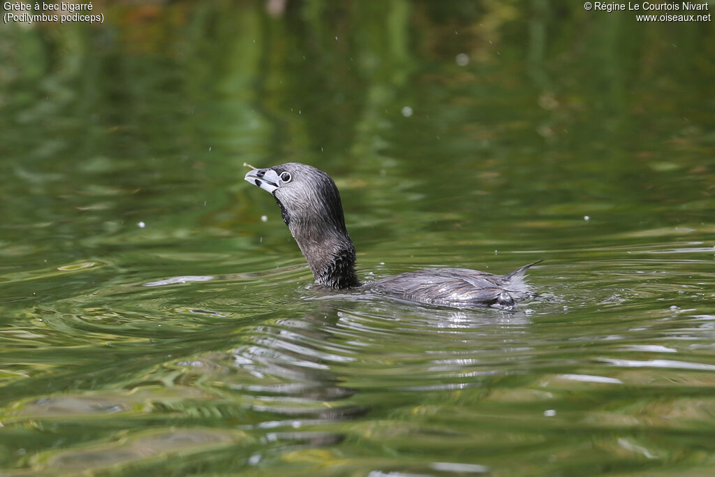 Pied-billed Grebe