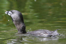 Pied-billed Grebe