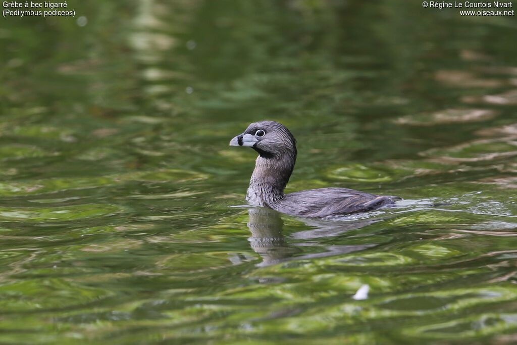 Pied-billed Grebe