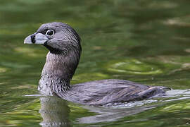 Pied-billed Grebe