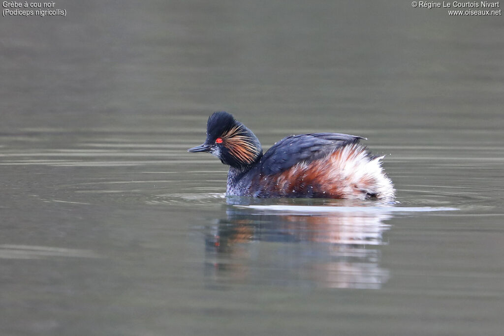 Black-necked Grebeadult breeding