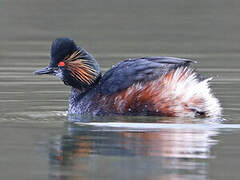 Black-necked Grebe